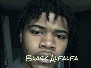 Black_Alfalfa