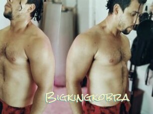 Bigkingkobra
