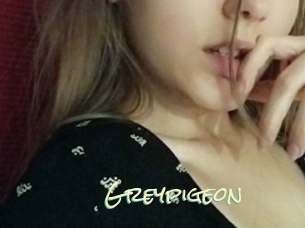 Greypigeon