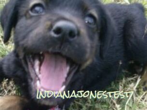 Indianajonestest