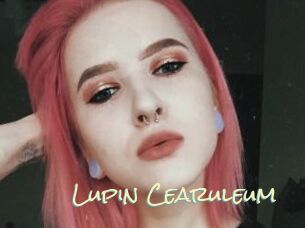 Lupin_Cearuleum