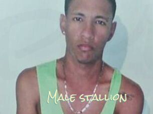 Male_stallion