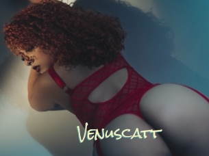 Venuscatt